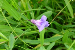 Lathyrus palustris