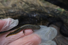 Triturus carnifex