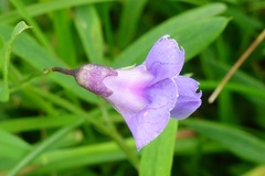 Lathyrus palustris