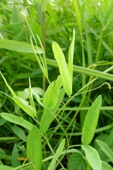 Lathyrus palustris