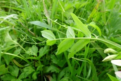 Lathyrus palustris
