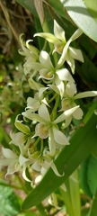 Prosthechea fragrans