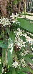 Prosthechea fragrans