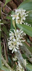 Prosthechea fragrans