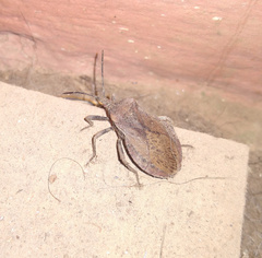 Spartocerini
