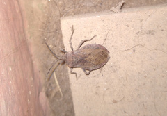 Spartocerini