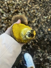 Aureoboletus flaviporus