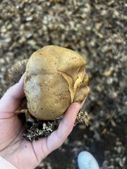 Aureoboletus flaviporus