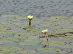 Nymphaea lotus