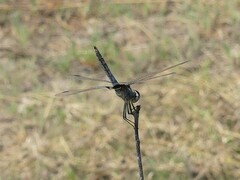 Urothemis edwardsii