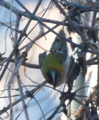 Regulus ignicapilla ignicapilla