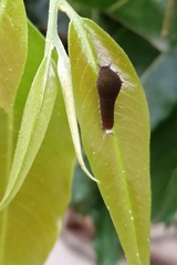 Graphium doson eleius