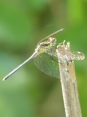 Hemistigma albipunctum