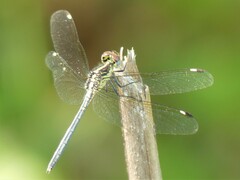 Hemistigma albipunctum