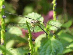 Hemistigma albipunctum