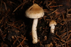 Inocybe ochroalba