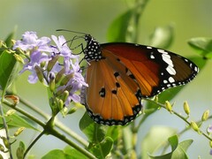 Danaus chrysippus orientis