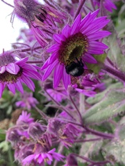 Bombus funebris