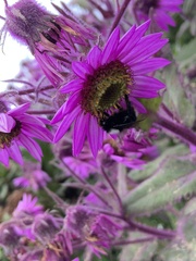 Bombus funebris