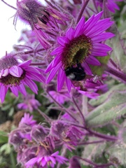 Bombus funebris