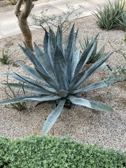 Agave aurea
