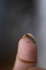 Photinus signaticollis