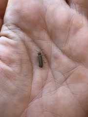 Photinus signaticollis