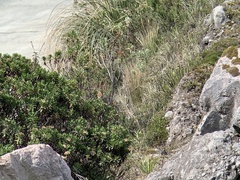 Ochthoeca fumicolor