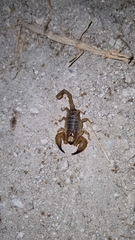 Opistophthalmus