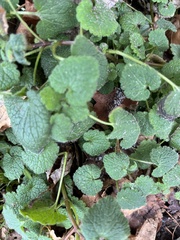 Lamium