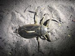 Lethocerus cordofanus