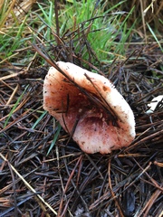 Russula