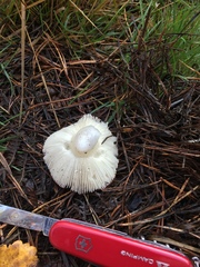 Russula