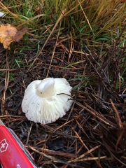 Russula