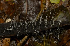 Fungi