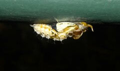 Papilionoidea