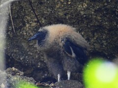 Coragyps atratus
