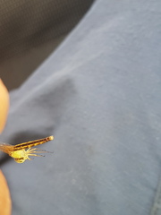 Erythrodiplax fulva