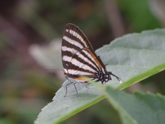 Arawacus lincoides