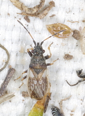 Macroplax preyssleri