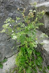 Chaerophyllum temulum