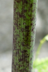 Chaerophyllum temulum