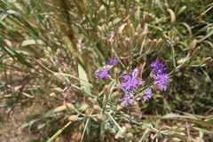Vernonieae