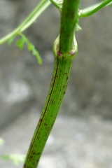 Chaerophyllum temulum