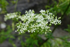 Chaerophyllum temulum