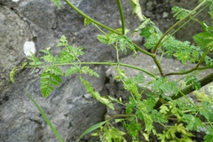 Chaerophyllum temulum