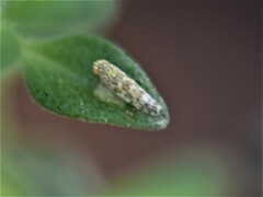 Eupteryx decemnotata