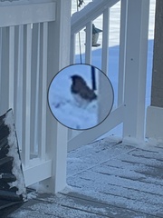 Junco hyemalis