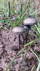 Panaeolus cyanescens