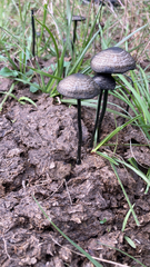 Panaeolus cyanescens